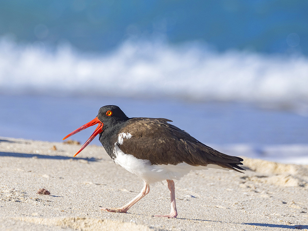 American oystercatcher (Haematopus palliatus), on Isla Espiritu Santo, Baja California Sur, Sea of Cortez, Mexico, North America