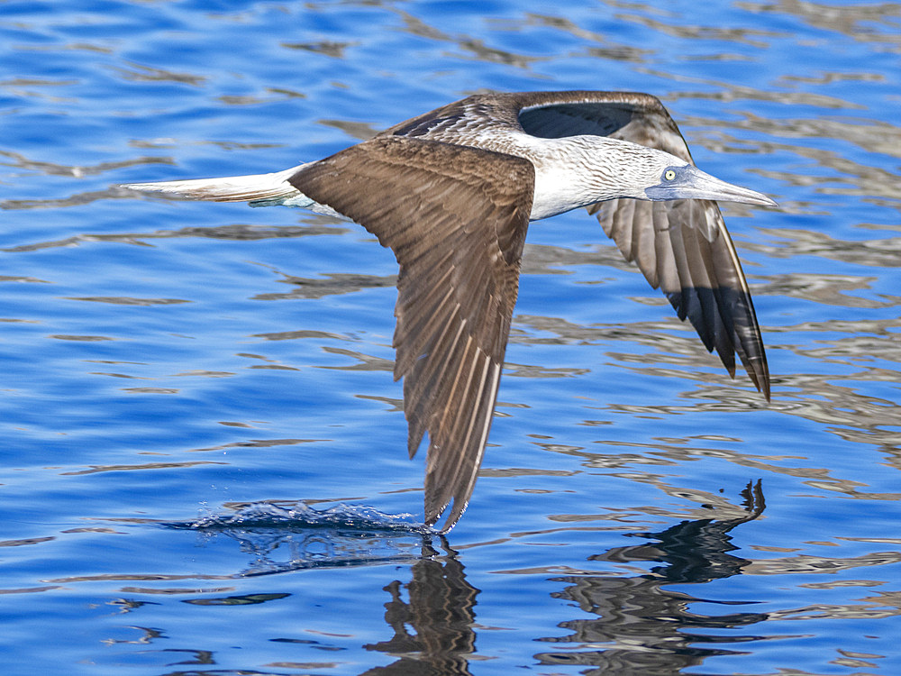 Blue-footed booby (Sula nebouxii), in flight near Isla Salsipuedes, Baja California, Sea of Cortez, Mexico, North America