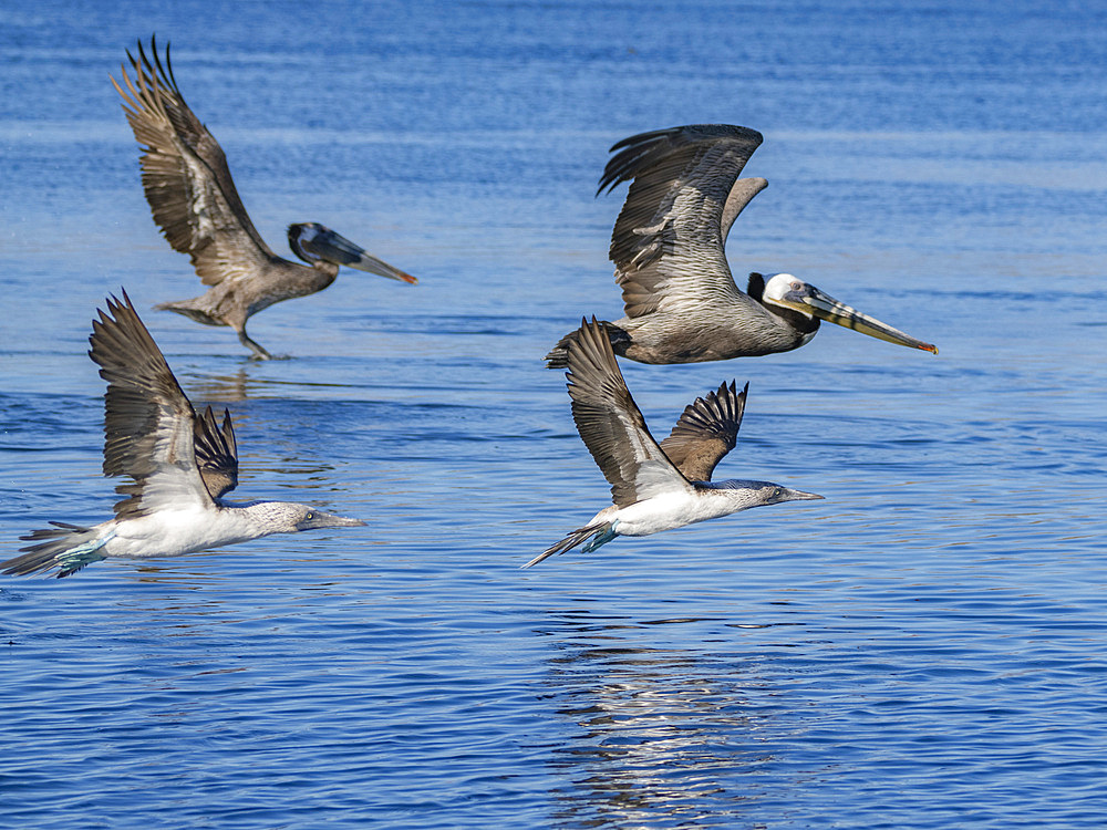 Blue-footed boobies (Sula nebouxii), in flight near Isla Salsipuedes, Baja California, Sea of Cortez, Mexico, North America