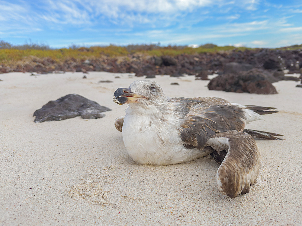 Injured juvenile yellow-footed gull (Larus livens), on Isla Coronado, Baja California Sur, Sea of Cortez, Mexico, North America