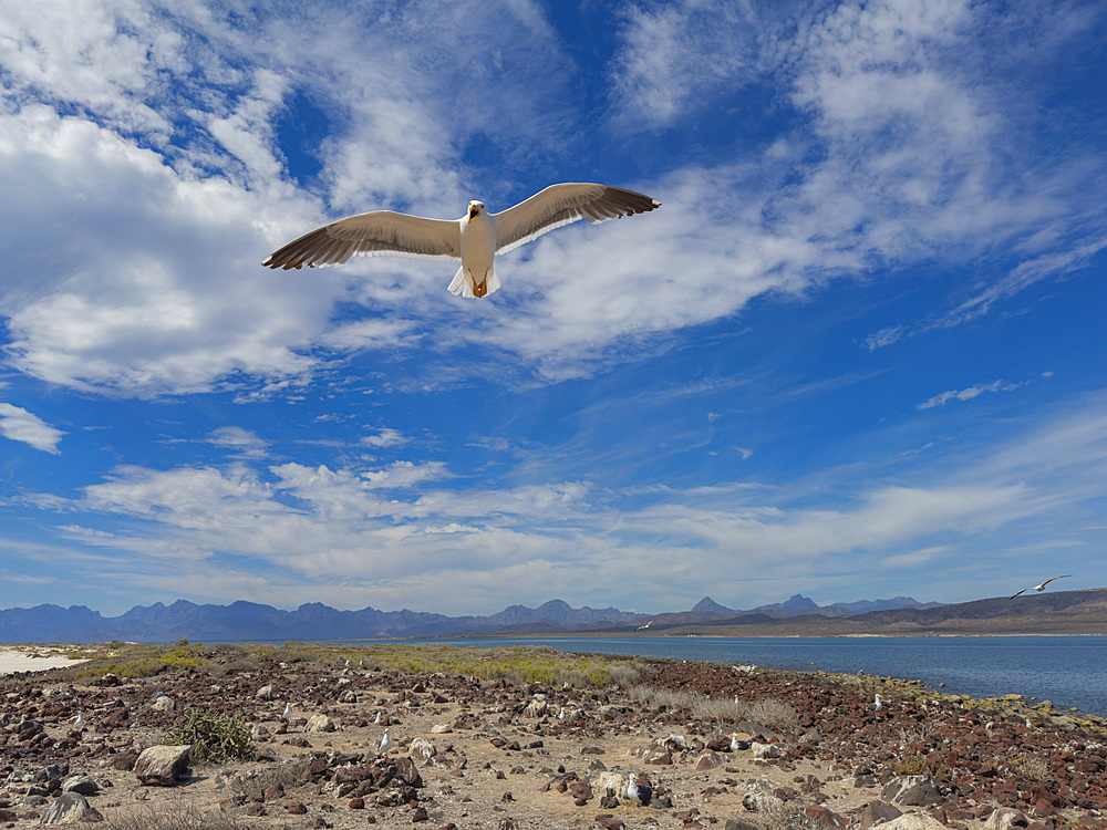 Yellow-footed gull (Larus livens), in flight protecting its nest on Isla Coronado, Baja California Sur, Sea of Cortez, Mexico, North America