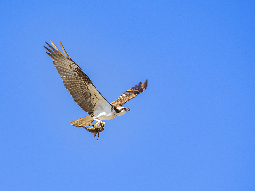 Osprey (Pandion haliaetus), with fish on Isla San Lorenzo, Baja California, Sea of Cortez, Mexico, North America