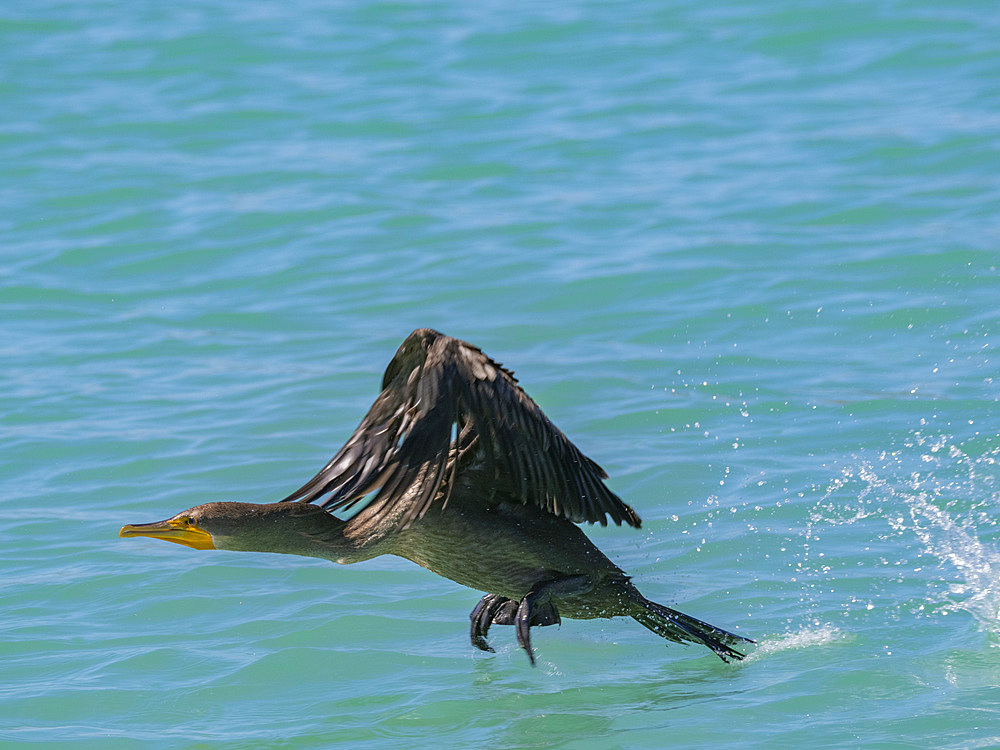 Double-crested cormorant (Nannopterum auritum), taking flight, Concepcion Bay, Baja California Sur, Sea of Cortez, Mexico, North America