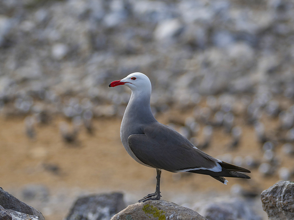 Heermann's gulls (Larus heermanni), at breeding colony on Isla Rasa, Baja California, Sea of Cortez, Mexico, North Anerica