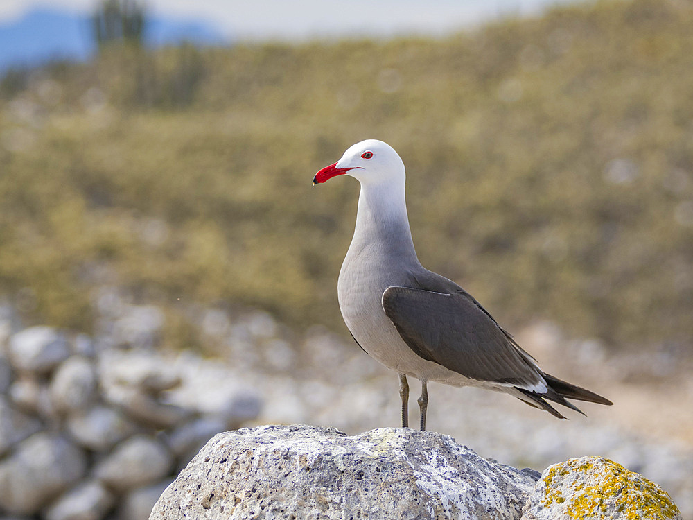 Heermann's gull (Larus heermanni), at breeding colony on Isla Rasa, Baja California, Sea of Cortez, Mexico, North Anerica