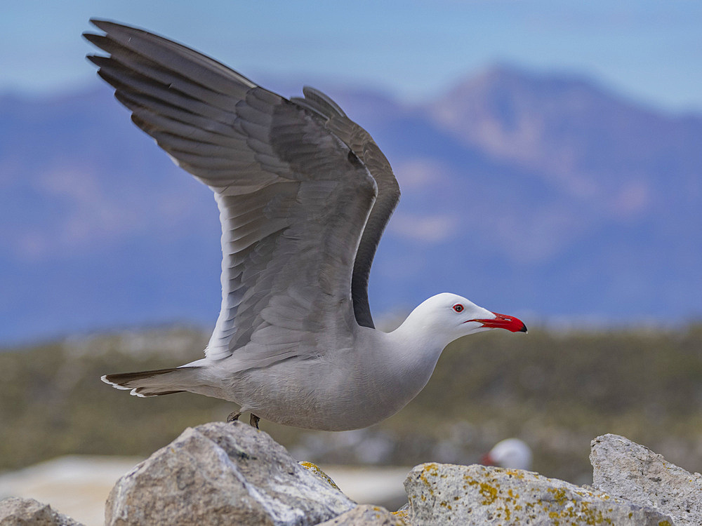 Heermann's gull (Larus heermanni), at breeding colony on Isla Rasa, Baja California, Sea of Cortez, Mexico, North Anerica