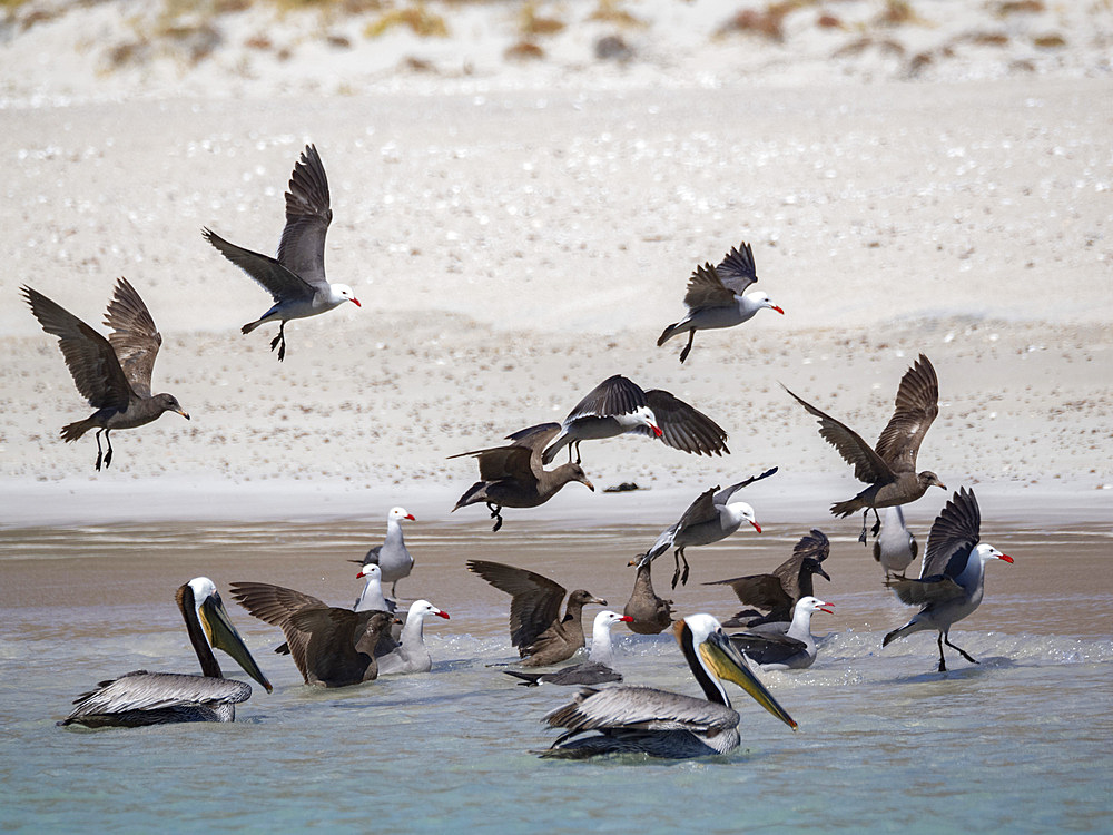 Heermann's gulls (Larus heermanni), feeding on the beach at Isla Carmen, Baja California Sur, Sea of Cortez, Mexico, North America