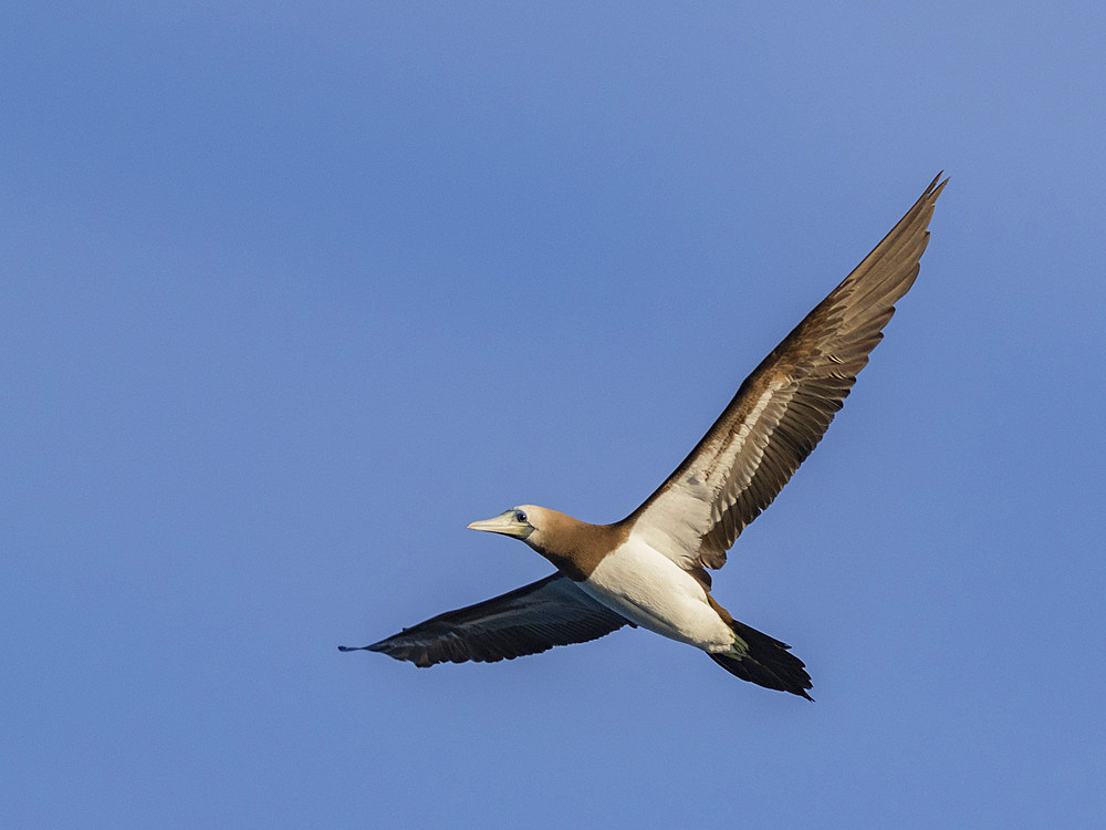 Brown booby (Sula leucogaster), in flight off small islet north of Isla San Marcos, Baja California Sur, Sea of Cortez, Mexico, North America