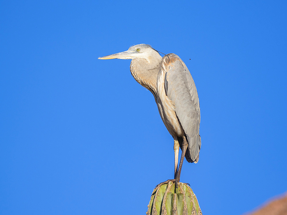 Great blue heron (Ardea herodias), perched on a cardon cactus, Isla Espiritu Santo, BCS, Sea of Cortez, Mexico, North America