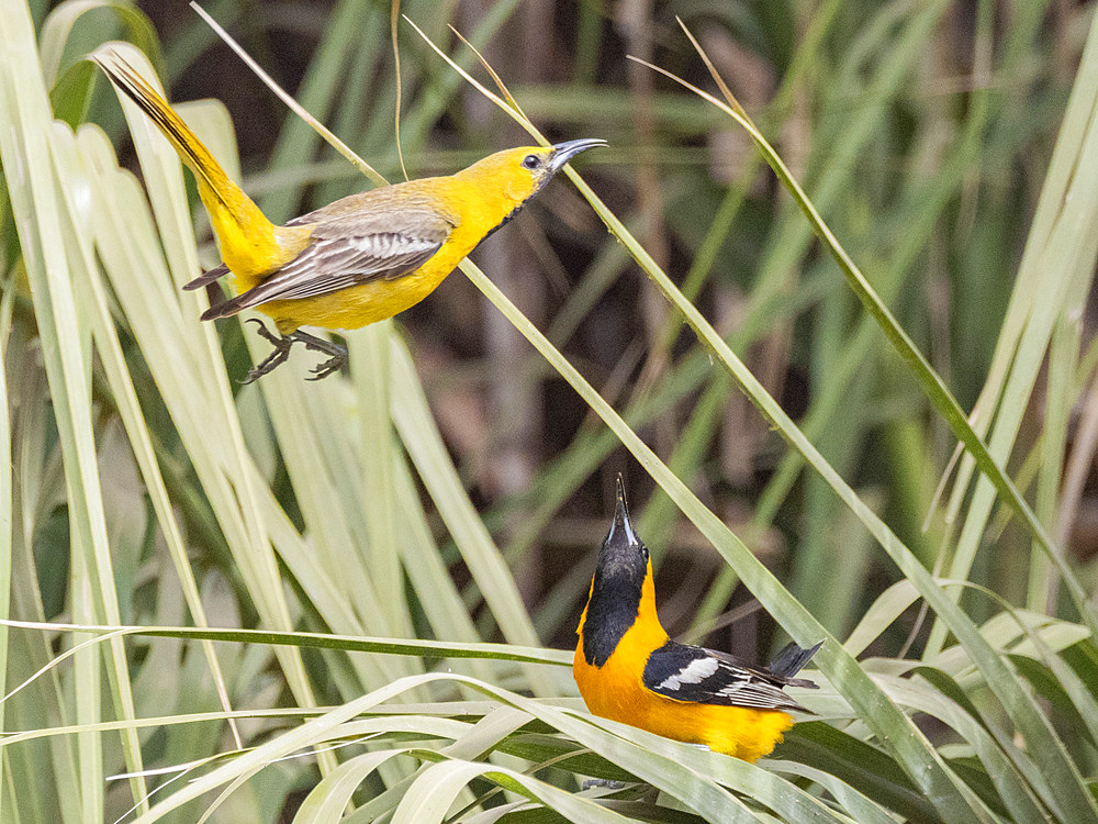 A pair of hooded orioles (Icterus cucullatus), in courtship, San Jose del Cabo, Baja California Sur, Sea of Cortez, Mexico, North America