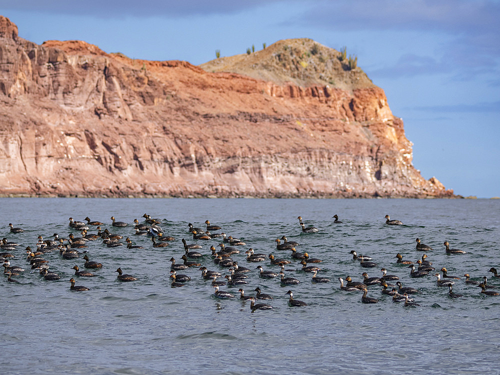 Eared grebes (Podiceps nigricollis), in Puerto Refugio, Angel de la Guarda Island, Baja California, Sea of Cortez, Mexico, North America