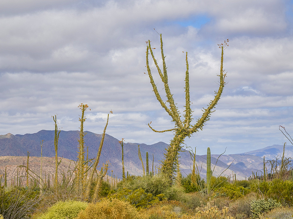 Boojum tree (Fouquieria columnaris), just outside Bahia de los Angeles, Baja California, Sea of Cortez, Mexico, North America