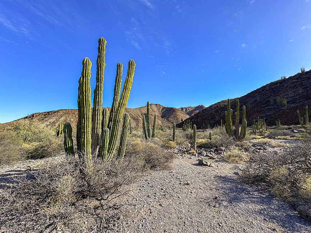 Mexican giant cardon (Pachycereus pringlei), on Isla San Esteban, Baja California, Sea of Cortez, Mexico, North America