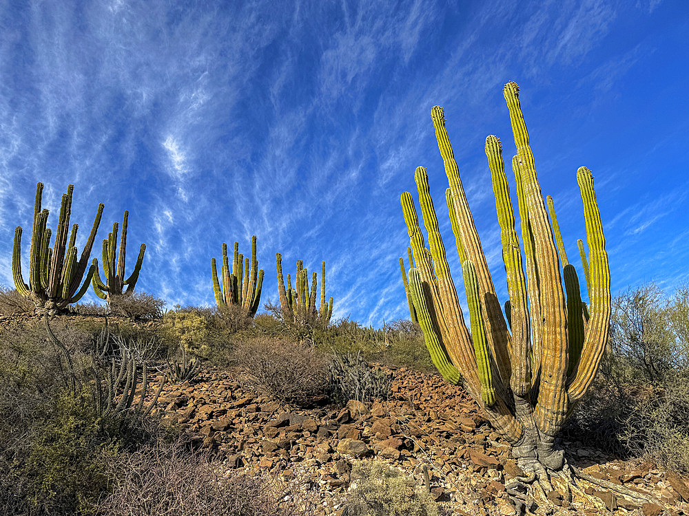 Mexican giant cardon (Pachycereus pringlei), on Isla San Esteban, Baja California, Sea of Cortez, Mexico, North America