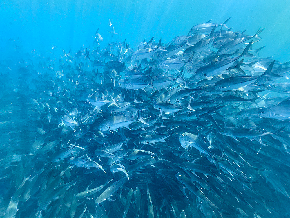 Bigeye Trevally (Caranx sexfasciatus), schooling in Cabo Pulmo National Marine Park, Baja California Sur, Mexico, North America