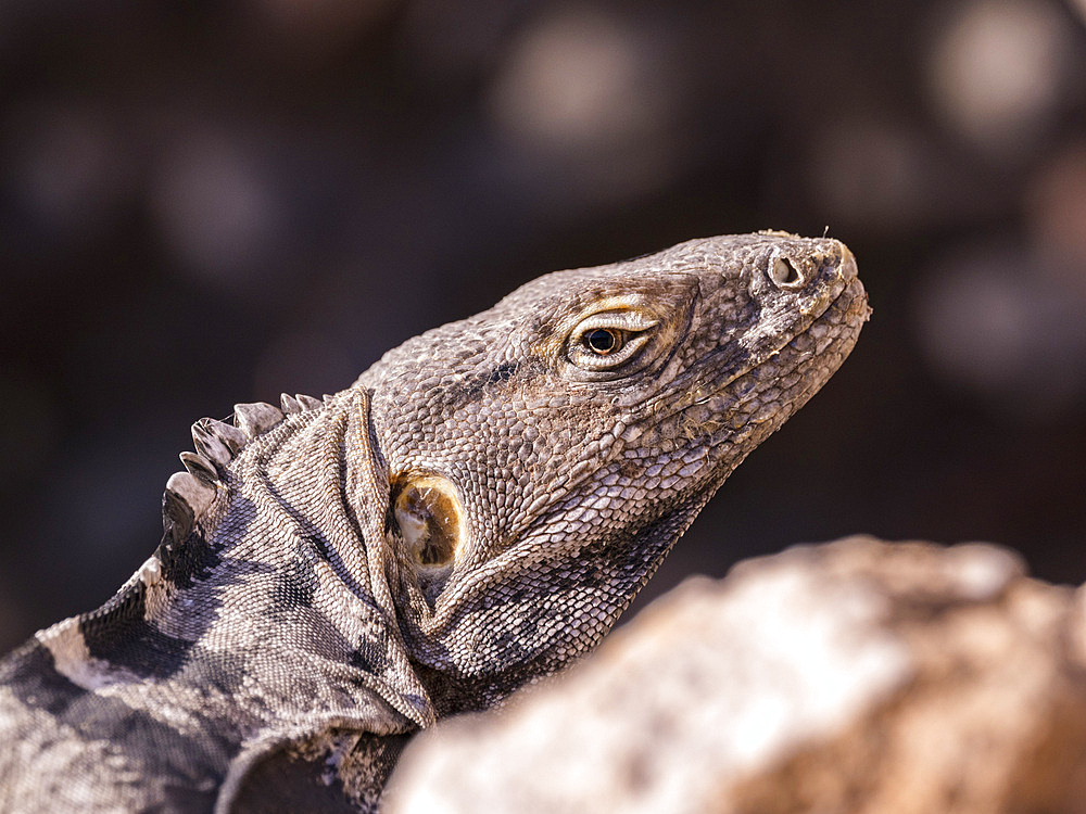 Adult San Esteban spiny-tailed iguana (Ctenosaura conspicuosa), endemic to Isla San Esteban, Baja California, Mexico, North America