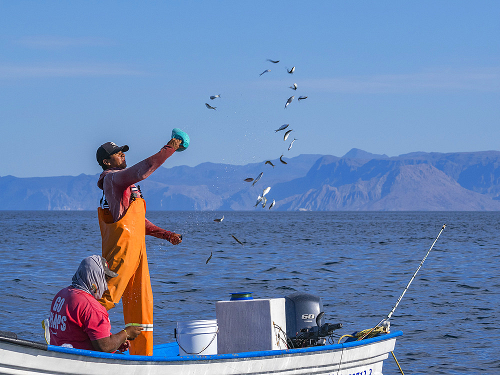 A fisherman spreads bait near Los Gatos, Baja California Sur, Sea of Cortez, Mexico, North America