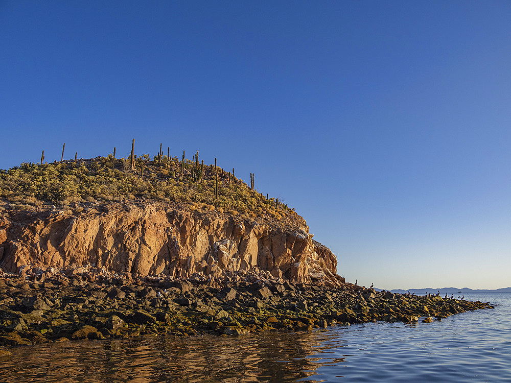 Cactus cover a small islet in Bahia las Animas at sunrise, Baja California, Sea of Cortez, Mexico, North America