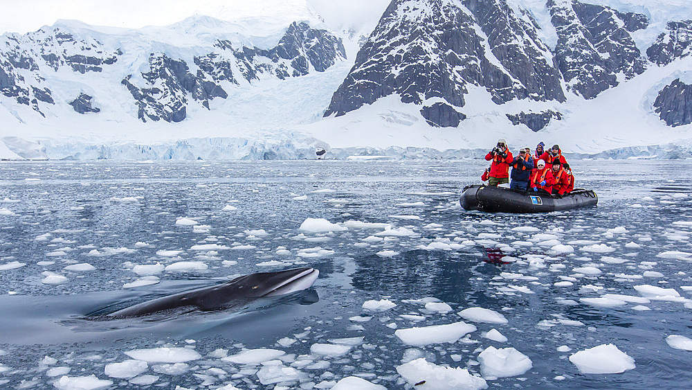 A curious Antarctic Minke whale (Balaenoptera bonaerensis) inspecting Zodiac in Paradise bay, Antarctica, Southern Ocean.