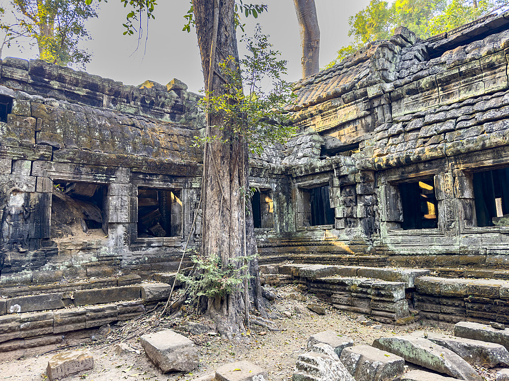 Ta Prohm Temple, a Mahayana Buddhist monastery built in the late 12th century for Khmer king Jayavarman VII, Angkor, UNESCO World Heritage Site, Cambodia, Indochina, Southeast Asia, Asia