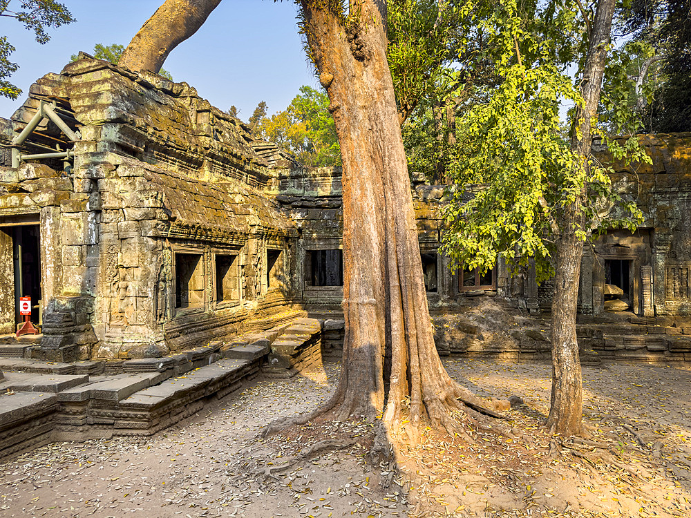 Ta Prohm Temple, a Mahayana Buddhist monastery built in the late 12th century for Khmer king Jayavarman VII, Angkor, UNESCO World Heritage Site, Cambodia, Indochina, Southeast Asia, Asia