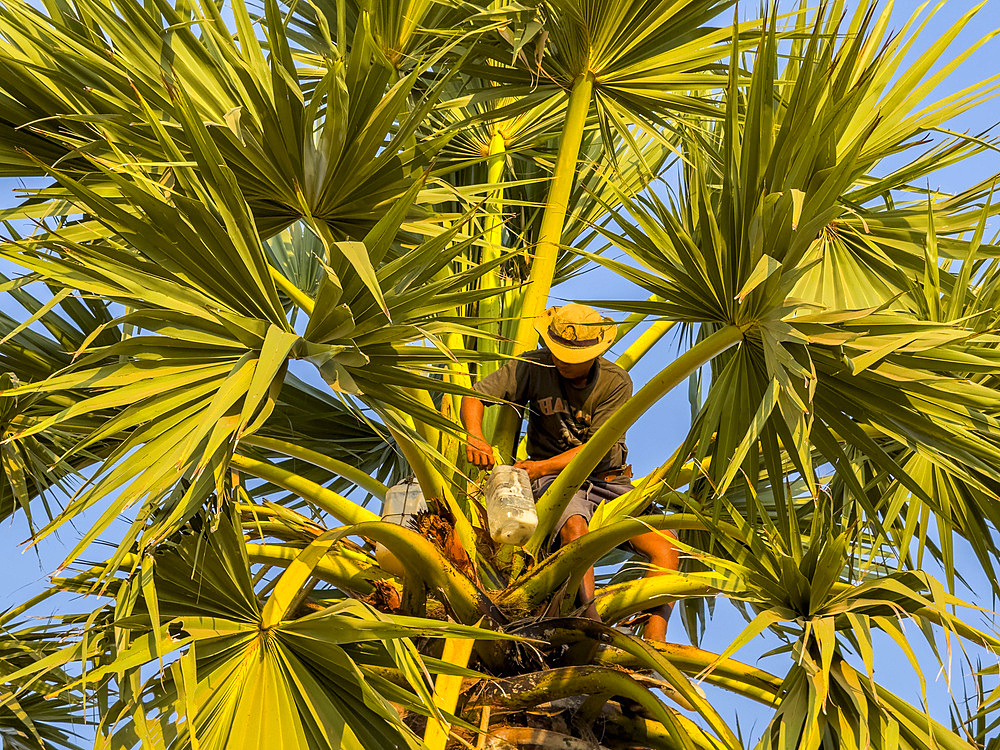 Man climbing a palm tree to harvest palm milk, Cambodia, Indochina, Southeast Asia, Asia