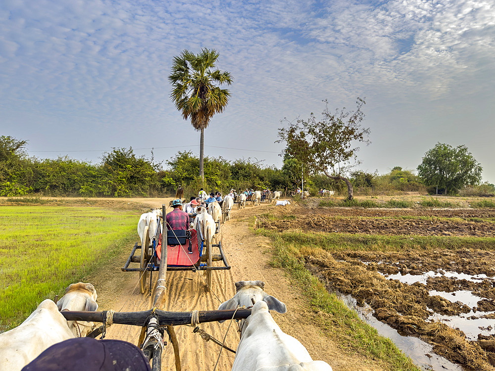 Traditional ox carts with drivers at sunrise in Kampong Tralach, Cambodia, Indochina, Southeast Asia, Asia