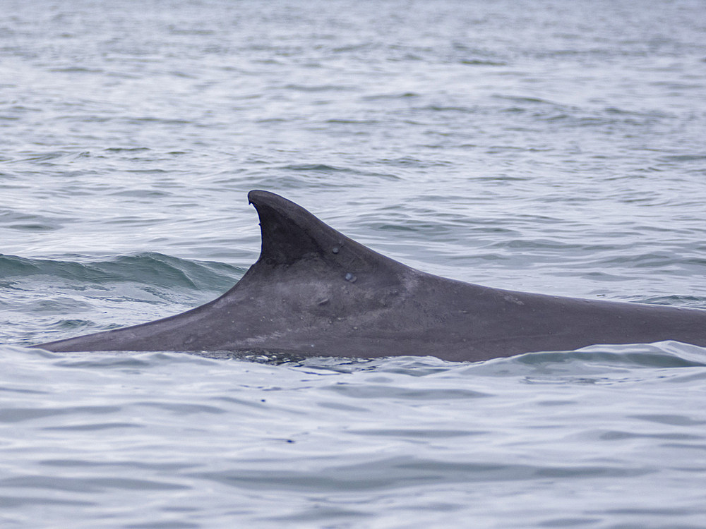 Adult fin whale (Balaenoptera physalus), dorsal fin detail surfacing off Newport Beach, California, United States of America, North America