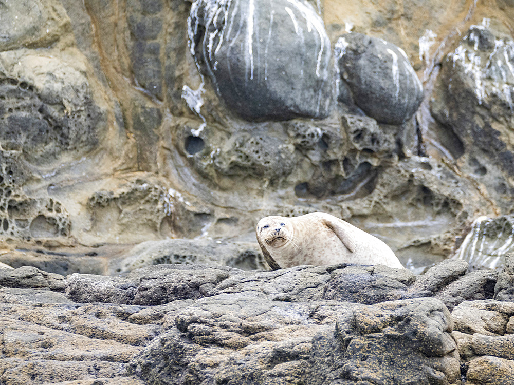 Adult harbor seal (Phoca vitulina), hauled out and resting on a rocky ledge off Newport Beach, California, United States of America, North America