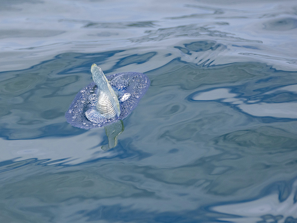 By-the-wind sailor (Velella velella), floating on the surface of the sea outside Newport Beach, California, United States of America, North America