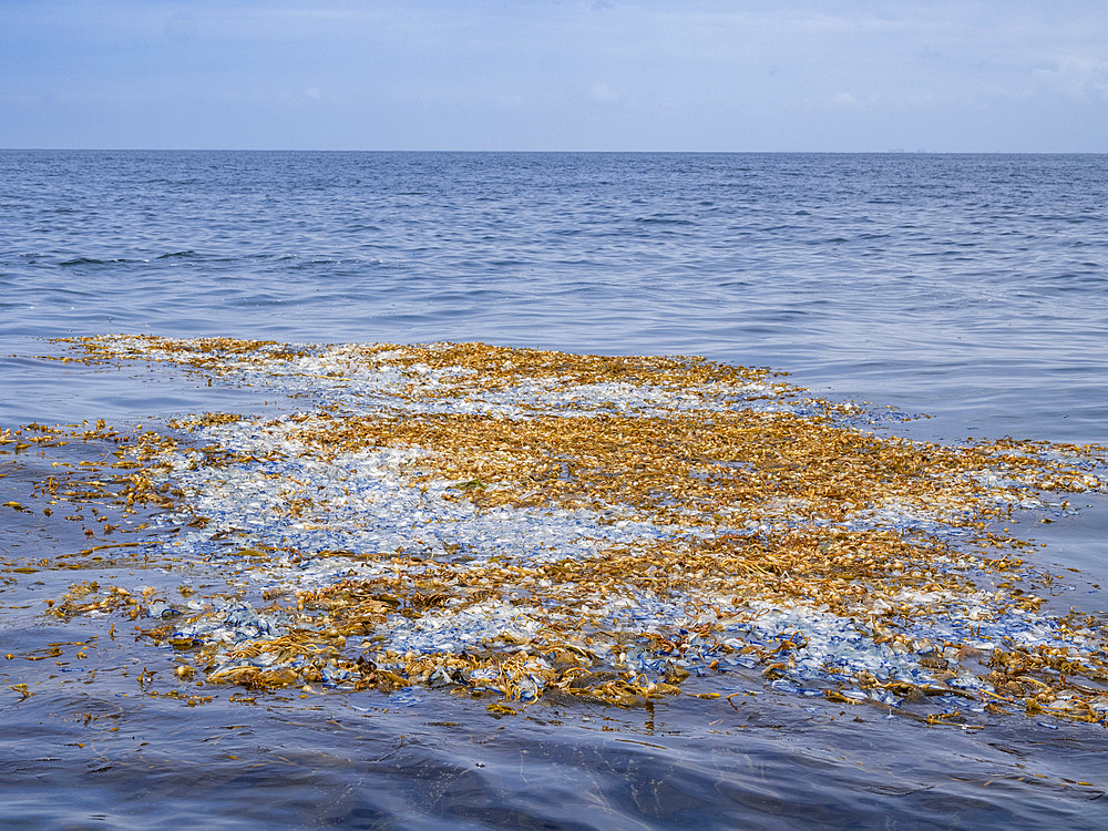 By-the-wind sailors (Velella velella), floating by the hundreds on the surface of the sea outside Newport Beach, California, United States of America, North America