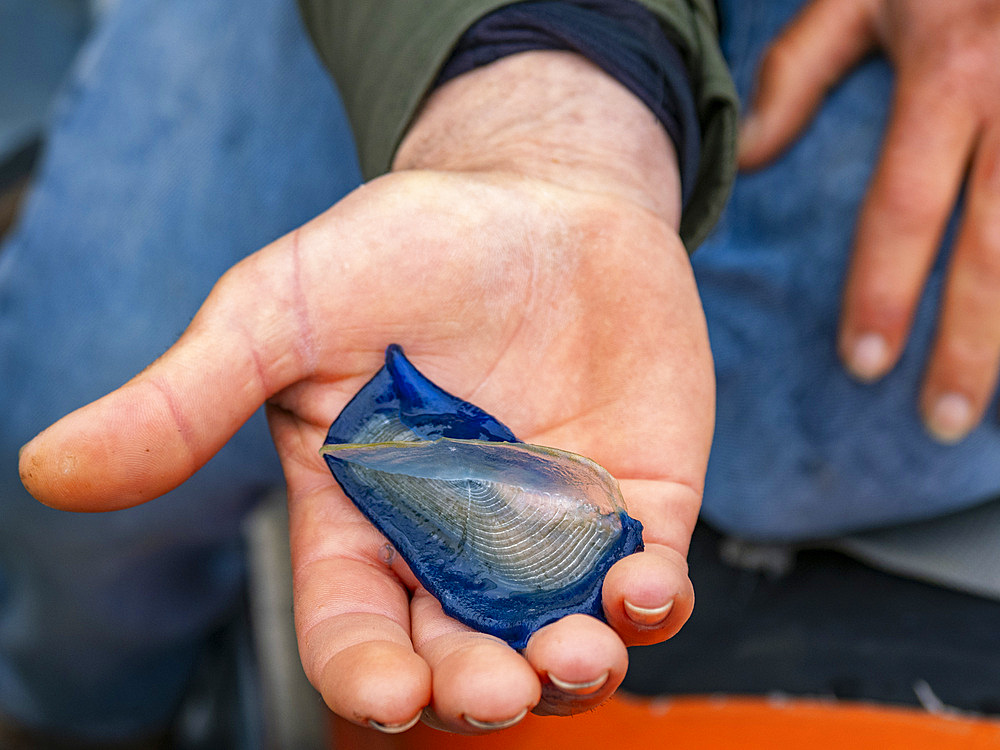 By-the-wind sailor (Velella velella), held in a hand without stinging just outside Newport Beach, California, United States of America, North America