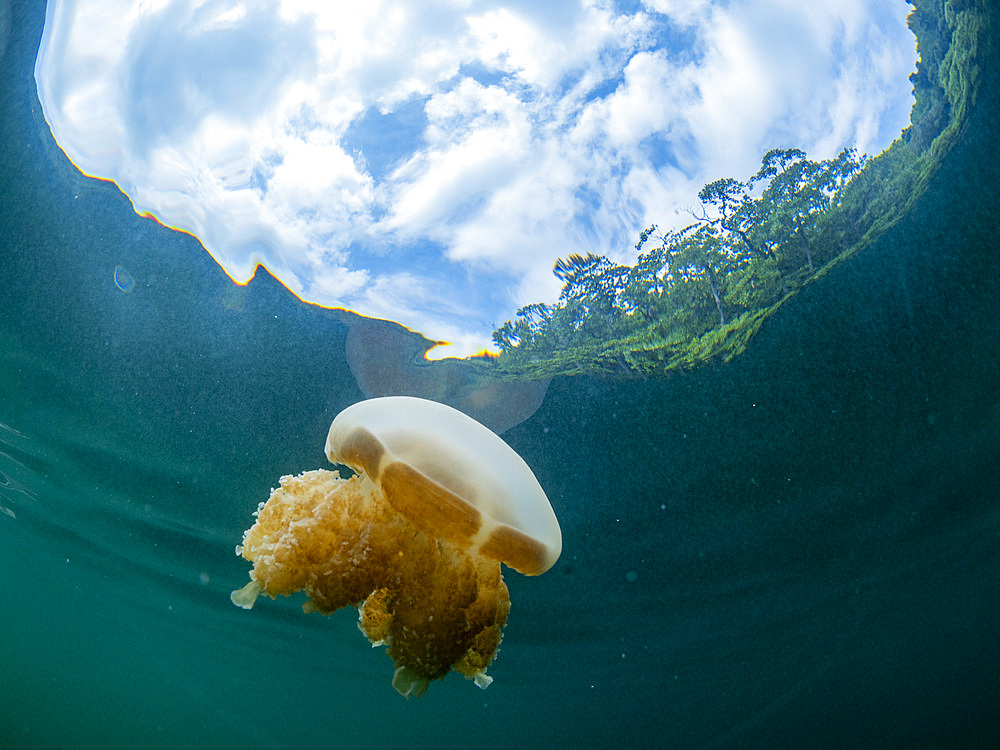 Golden jellyfish (Mastigias papua etpisoni), in Jellyfish Lake, a marine lake located on Eil Malk island, Rock Islands, Palau, Micronesia, Pacific