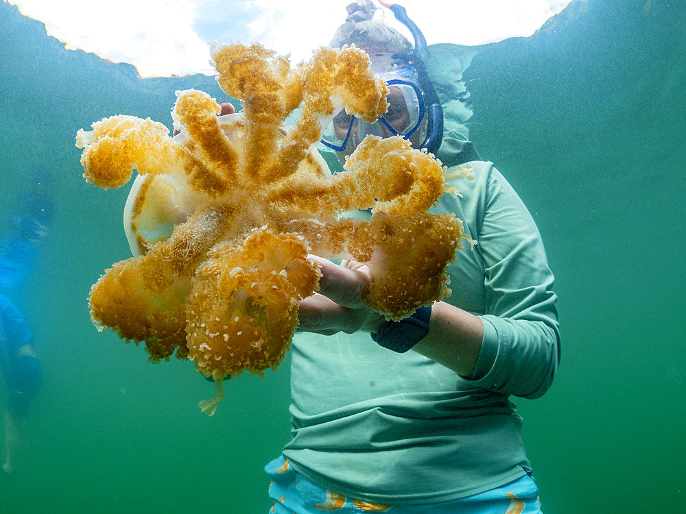 Snorkeler with golden jellyfish (Mastigias papua etpisoni), in Jellyfish Lake, a marine lake located on Eil Malk island, Rock Islands, Palau, Micronesia, Pacific