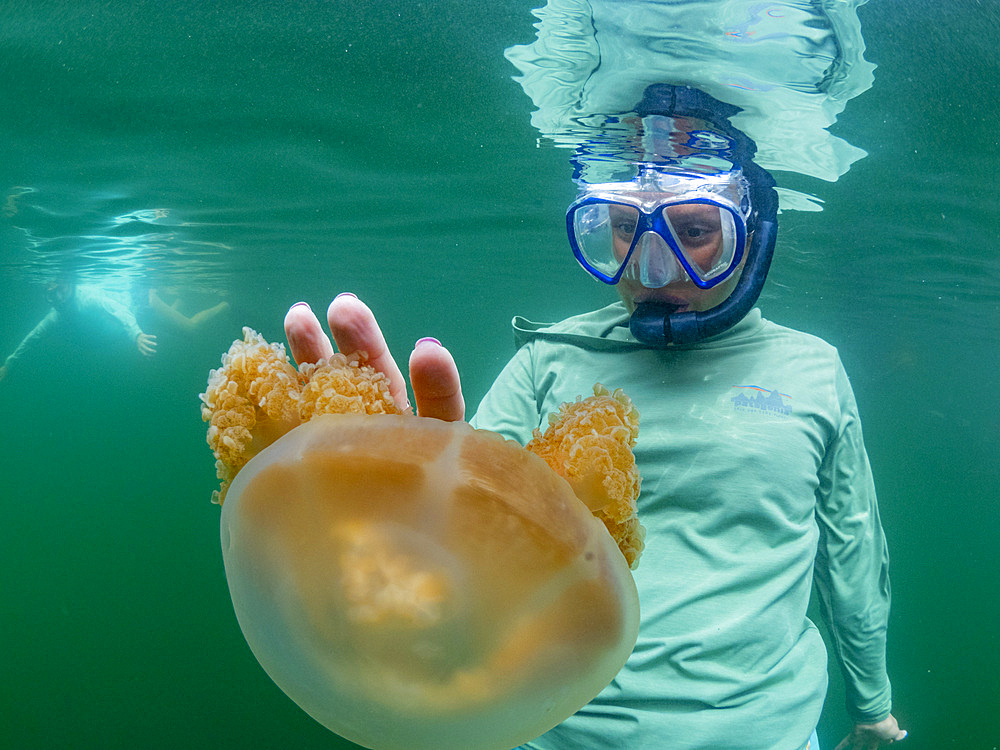 Snorkeler with golden jellyfish (Mastigias papua etpisoni), in Jellyfish Lake, a marine lake located on Eil Malk island, Rock Islands, Palau, Micronesia, Pacific