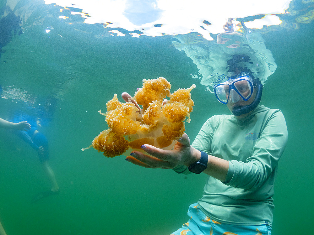 Snorkeler with golden jellyfish (Mastigias papua etpisoni), in Jellyfish Lake, a marine lake located on Eil Malk island, Rock Islands, Palau, Micronesia, Pacific