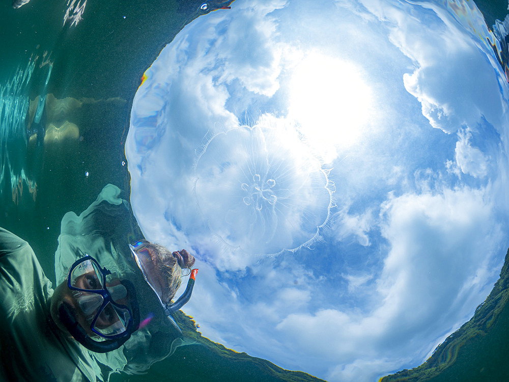 Snorkeler with moon jellyfish (Aurelia sp), in Jellyfish Lake, located on Eil Malk island, Rock Islands, Palau, Micronesia, Pacific