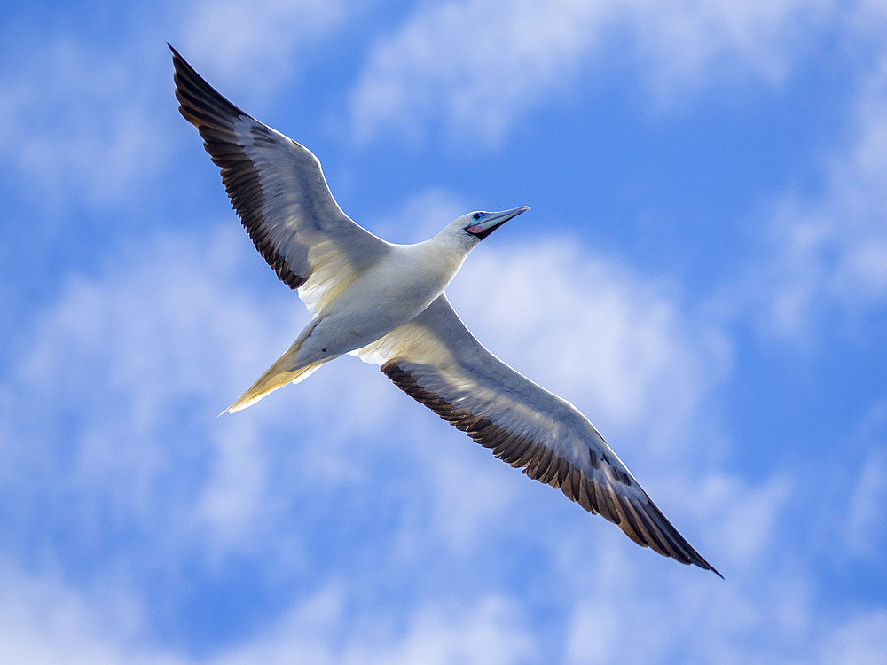 An adult red-footed booby (Sula sula), in its white color morph plumage in flight over the ocean in Palau, Micronesia, Pacific