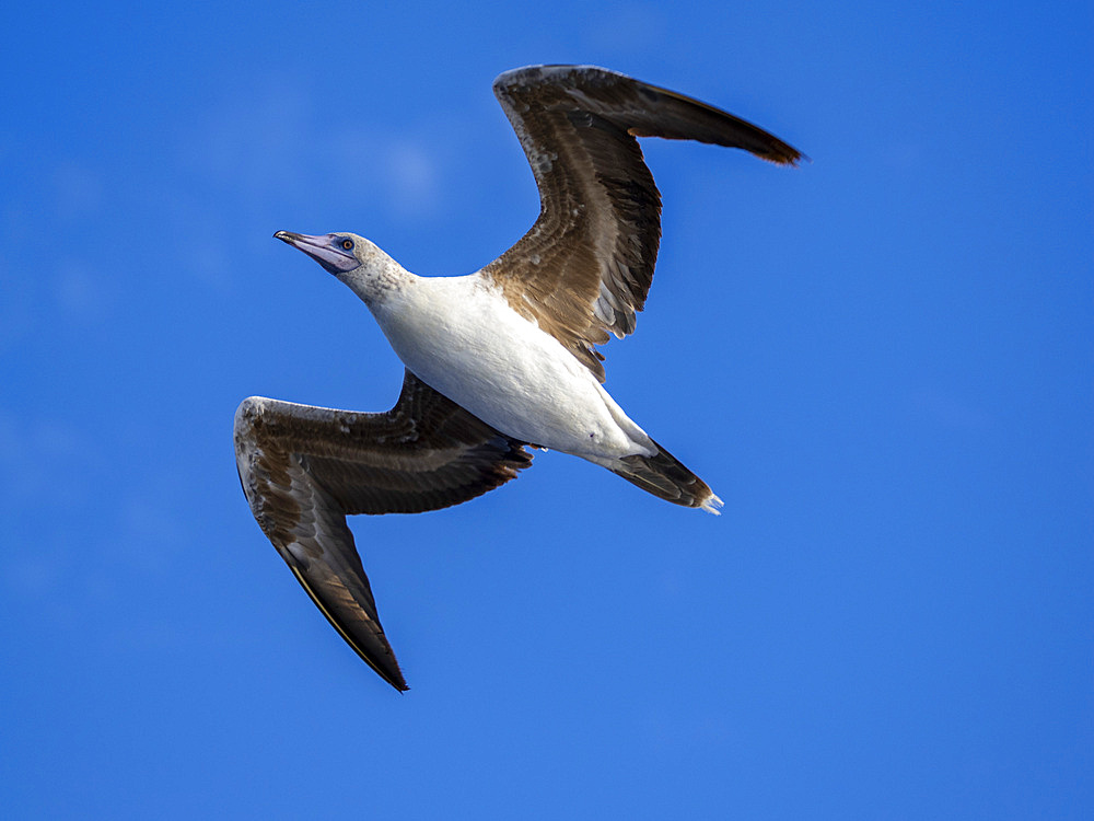 A juvenile red-footed booby (Sula sula), in its white color morph plumage in flight over the ocean in Palau, Micronesia, Pacific