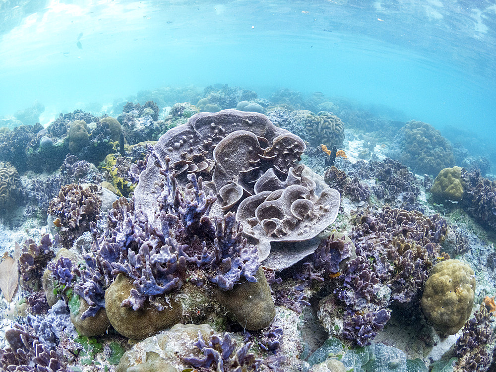 A myriad of hard and soft corals compete for space on the substrate of Darwin's Wall, Palau, Micronesia, Pacific