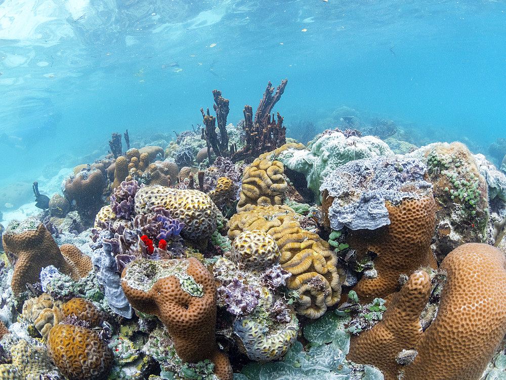 A myriad of hard and soft corals compete for space on the substrate of Darwin's Wall, Palau, Micronesia, Pacific