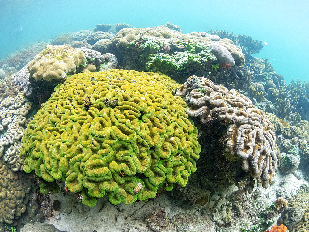 A myriad of hard and soft corals compete for space on the substrate of the snorkel site known as the Milky Way, Palau, Micronesia, Pacific