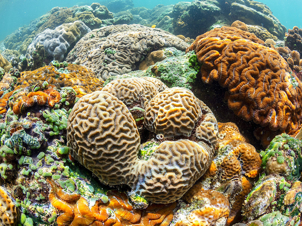 A myriad of hard and soft corals compete for space on the substrate of the snorkel site known as the Milky Way, Palau, Micronesia, Pacific