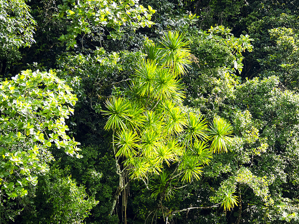 Elevated view of pandanus (screw palm) trees at a site known as the Milky Way, Palau, Micronesia, Pacific