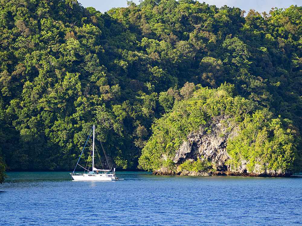 A sailboat anchored in the thick foliage and undercut islets, Palau, Micronesia, Pacific