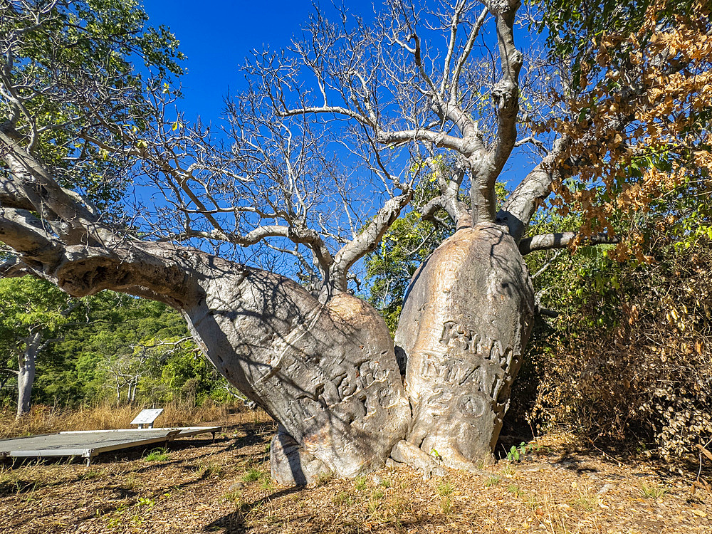 The mermaid boab tree (Adansonia gregorii), growing in Careening Bay on Coronation Island, Kimberley, Western Australia, Australia, Pacific