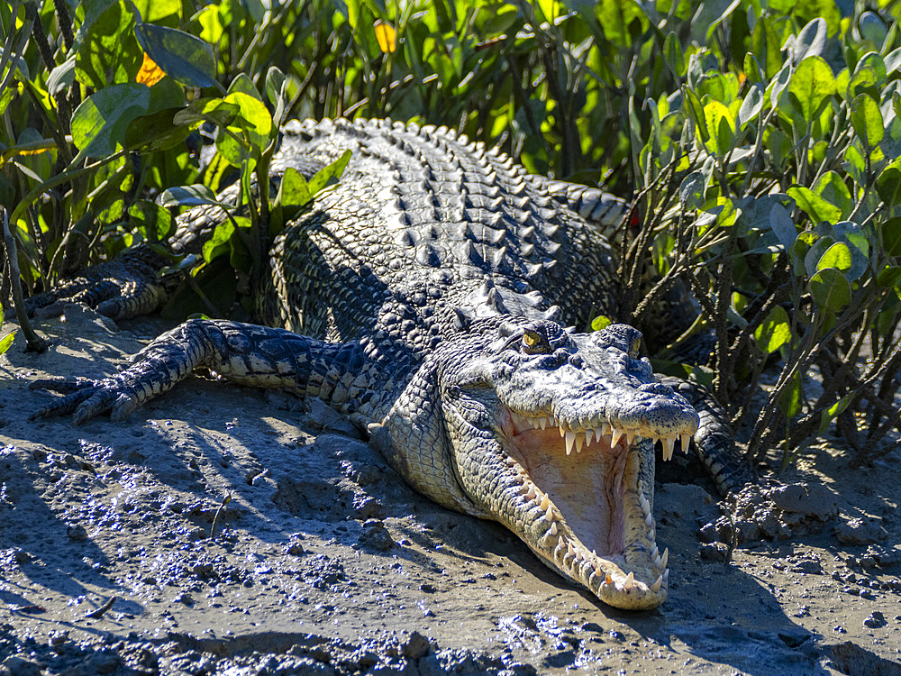 A young saltwater crocodile (Crocodylus porosus), sunning itself on the banks of Porosus Creek, Kimberley, Western Australia, Australia, Pacific