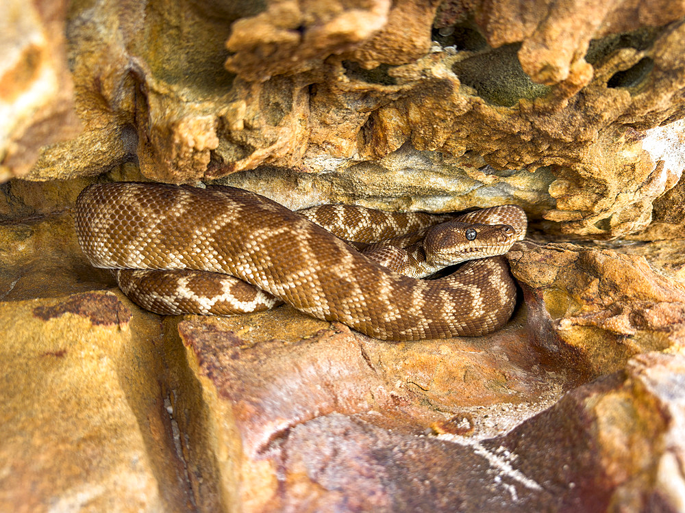 An adult rough-scaled python (Morelia carinata), found in a sandstone crevice on Bigge Island, Kimberley, Western Australia, Australia, Pacific