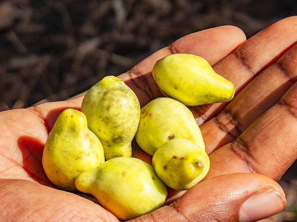 Fruit from the mangrove apple, Sonneratia caseolaris, found on Bigge Island, Kimberley, Western Australia, Australia, Pacific