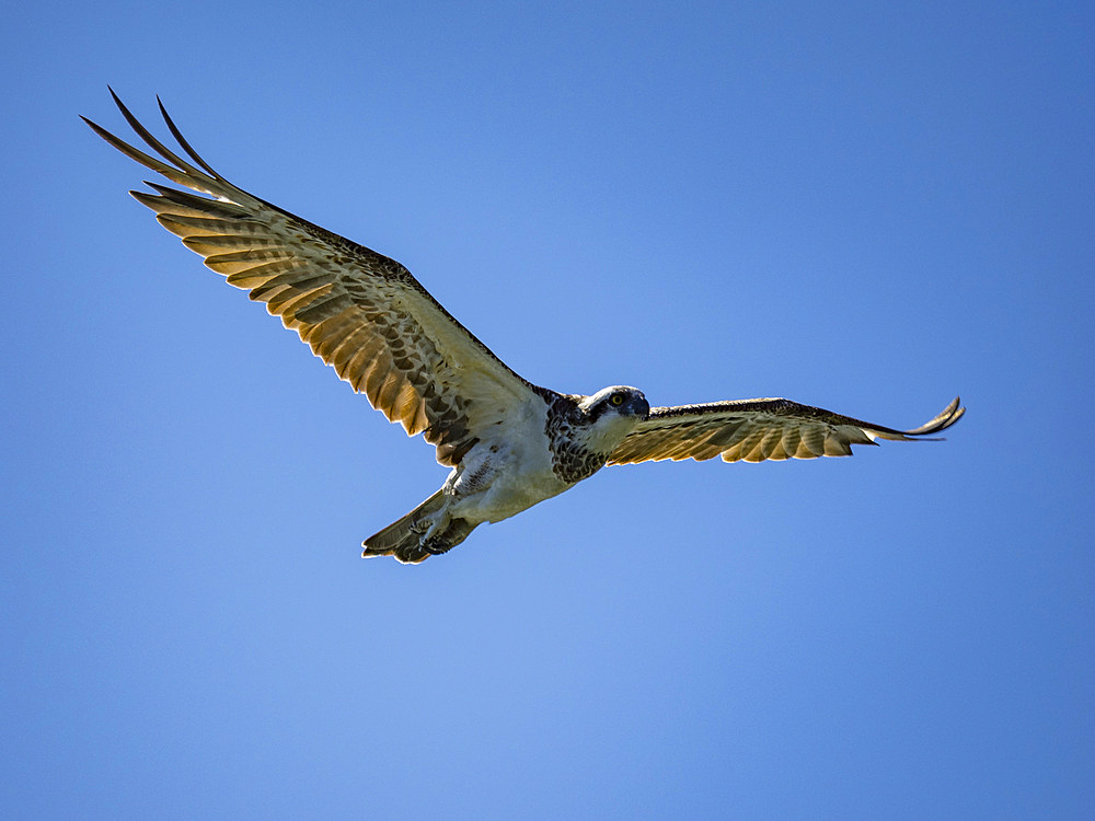 An adult eastern osprey (Pandion haliaetus cristatus), in flight over Montgomery Reef, Kimberley, Western Australia, Australia, Pacific